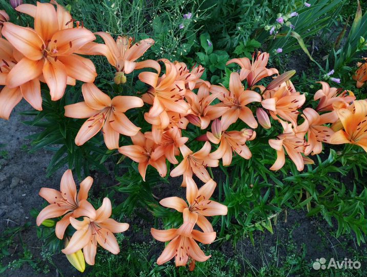 Лилии, лилейники