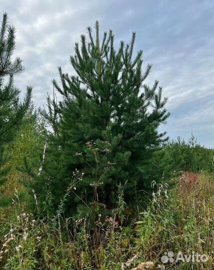 Сосна Обыкновенная саженцы с доставкой