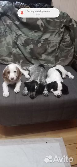 Русский охотничий спаниель