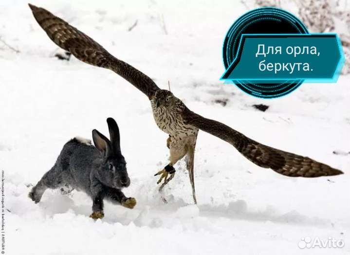 Лакомства для ваших экзотических любимцев