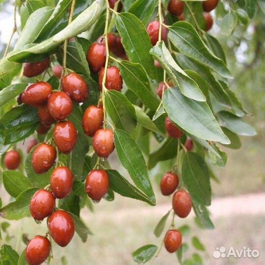 Унаби, китайский финик, зизифус, дерево молодости