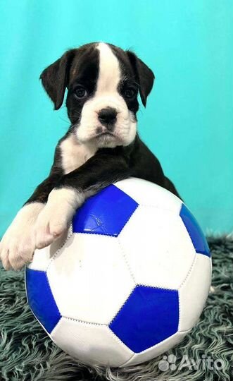 Щенки боксера