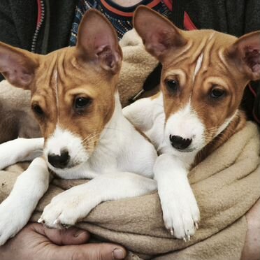 Басенджи, щенок