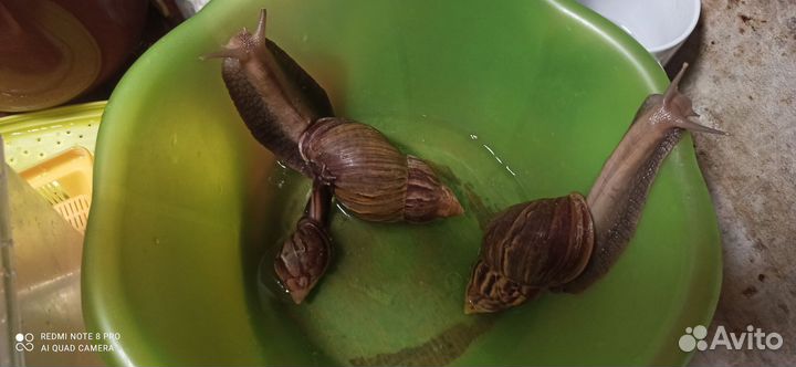 Улитки ахатины