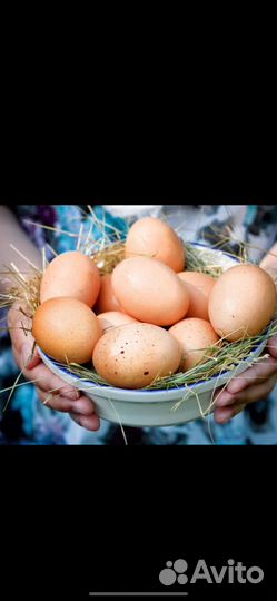 Инкубационное яйцо