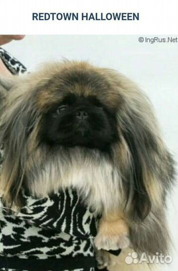 Пекинес/кобель