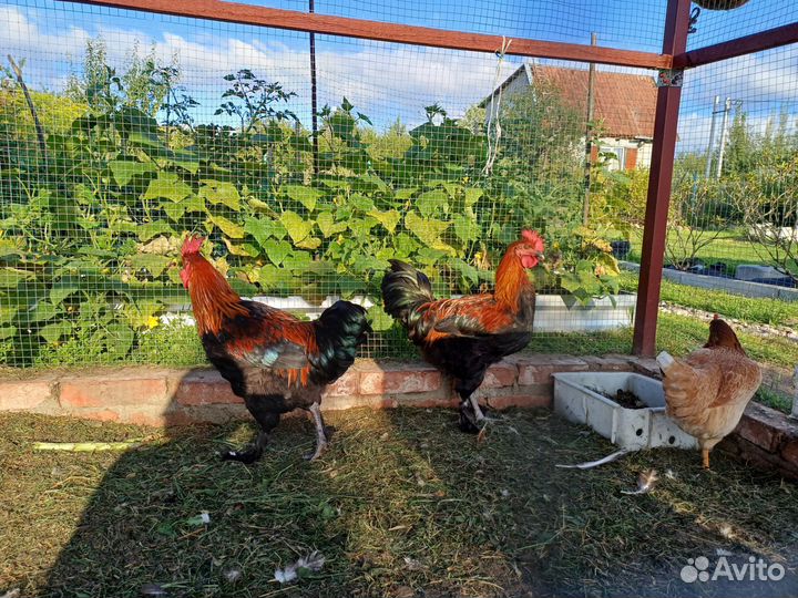 Петухи породы маран