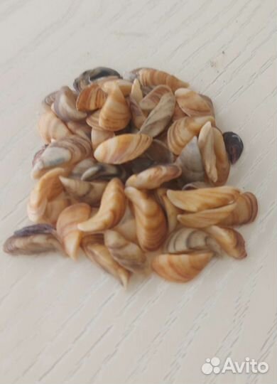 Морские ракушки