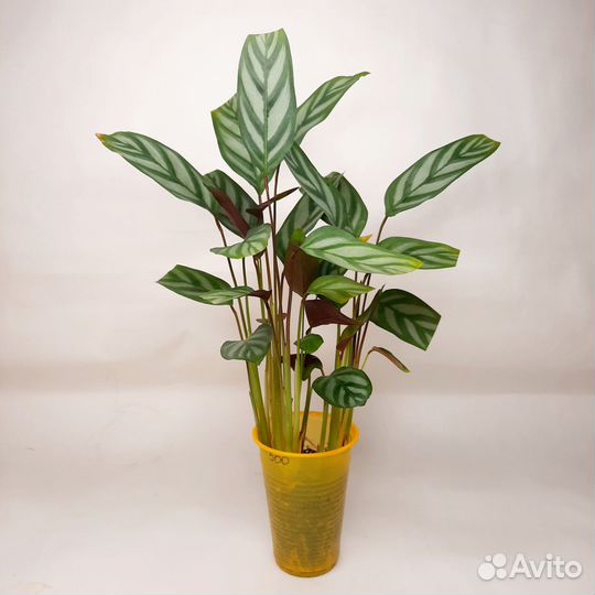 Ктенанта оппенгейма