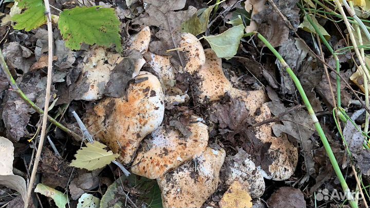 Грибы тополиная рядовка