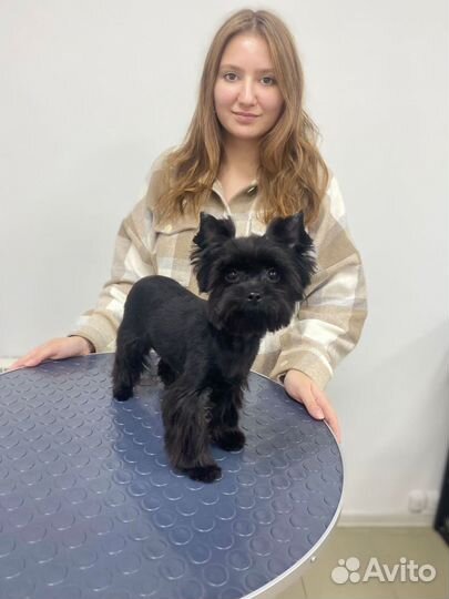 Груминг собак и кошек