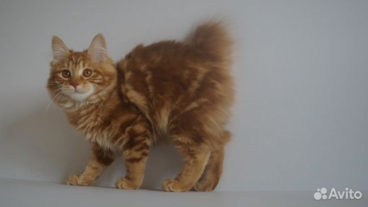 Кошки курильский бобтейл