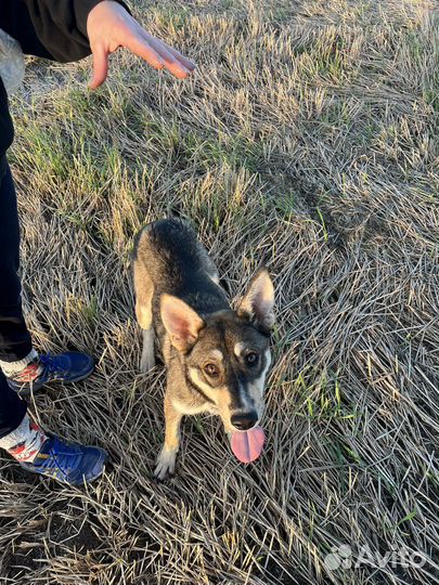 Восточноевропейская овчарка