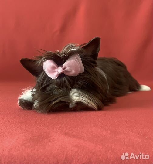 Йоркширский терьер