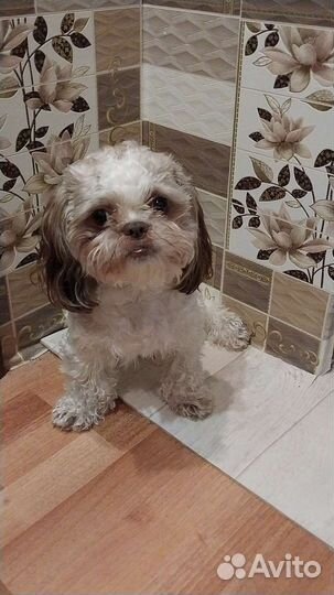 Собака Ши -тцу