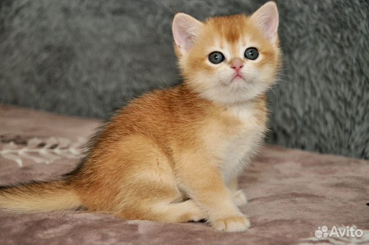 Золотая шиншилла девочка