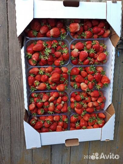 Рассада клубники Ремонтантная-нсд и обычная-ксд