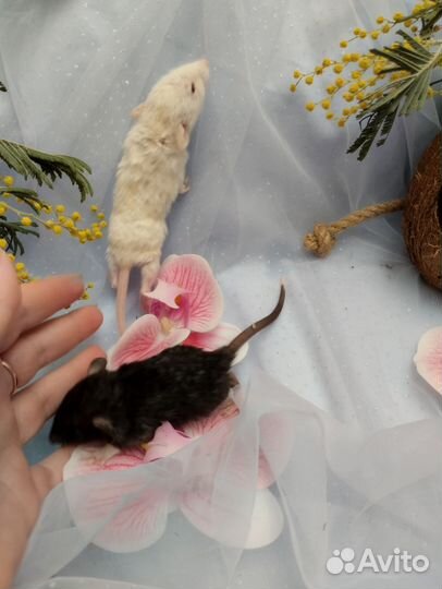 Крыса.крысята Дамбо. Инь и Янь рексы.клетки