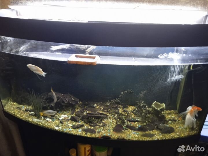 Аквариум 250 литров с тумбой juwel
