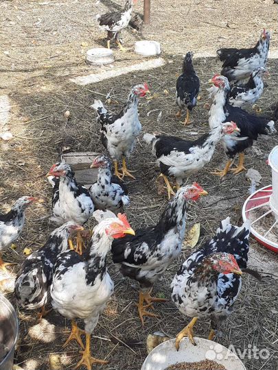 Ливенские куры