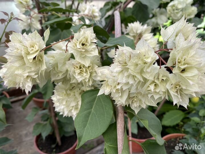 Бугенвиллея