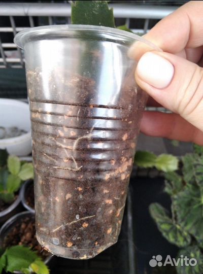 Декабрист Шлюмбергера красный