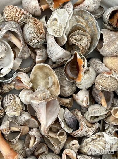 Ракушка черноморская битая