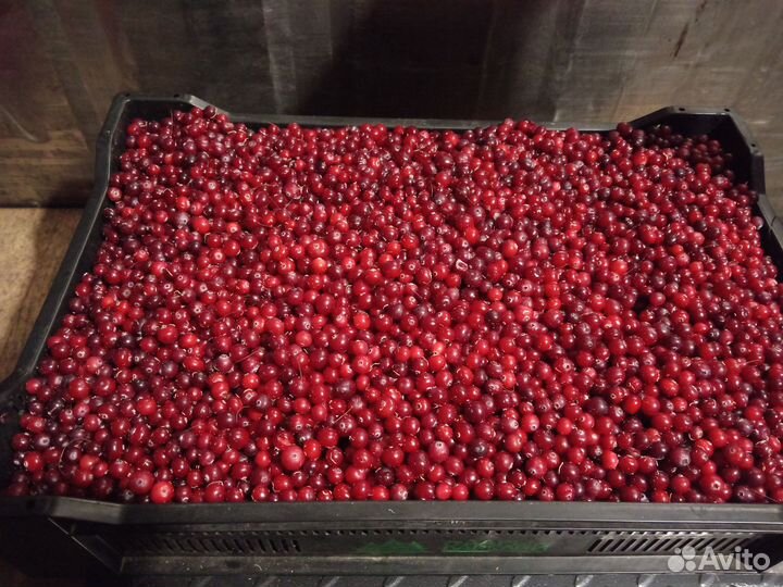 Клюква дикая замороженная