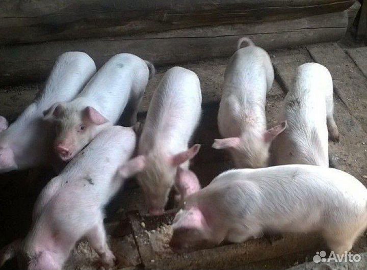 Продам поросят