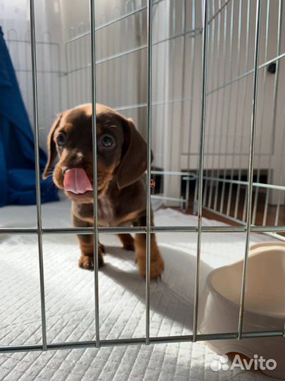 Щенок таксы девочка