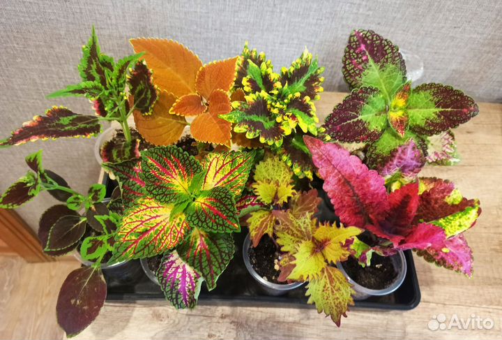 Растения для дома и сада