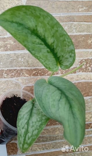 Сциндапсусы и эпипремнумы