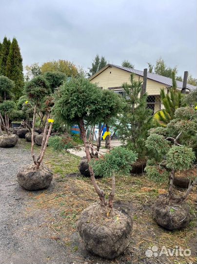 Можжевельник формированный