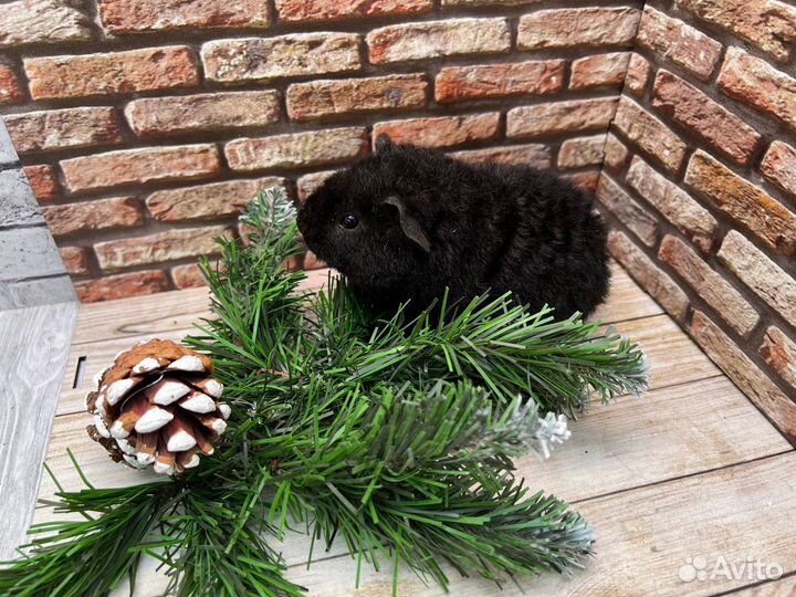 Морская свинка тедди, мальчик