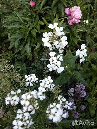 Цветы из своего сада