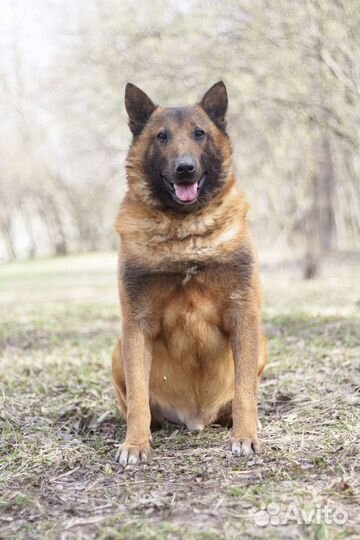 Малинуа в добрые руки