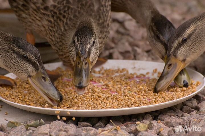 Корм для кур, индюков, уток, гусей