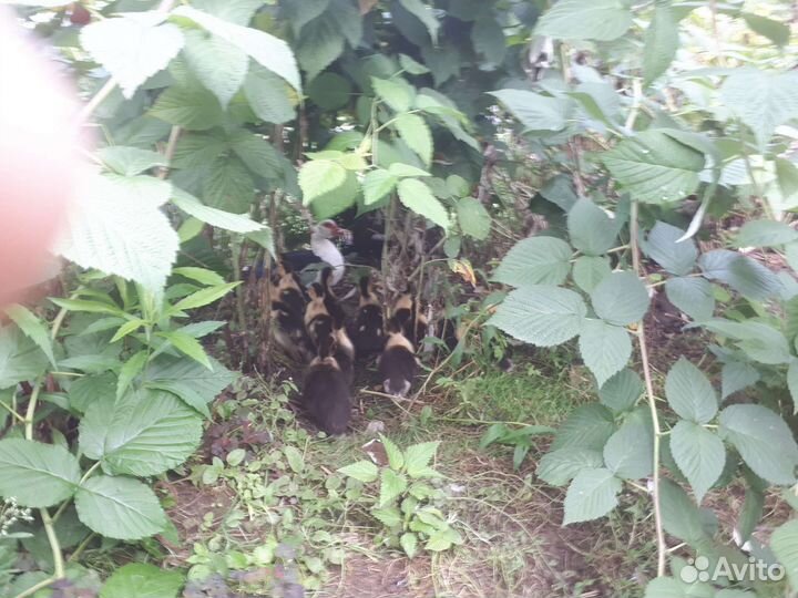 Индоутка с утятами