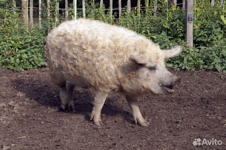 Поросята венгерской мангалицы