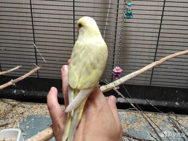 Волнистые попугаи