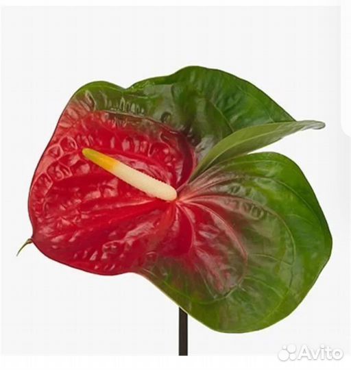 Антуриум Старая Дакота