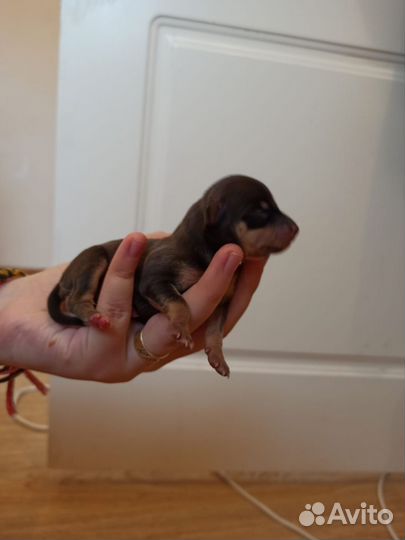 Той-терьер щенки