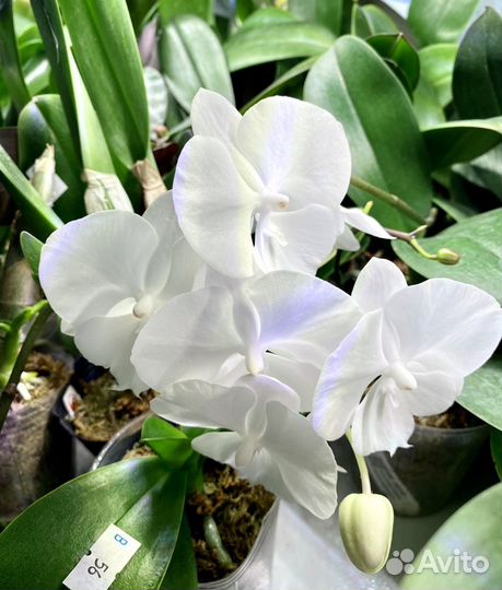 Неповторимые азиатские орхидеи от Miki Orchid