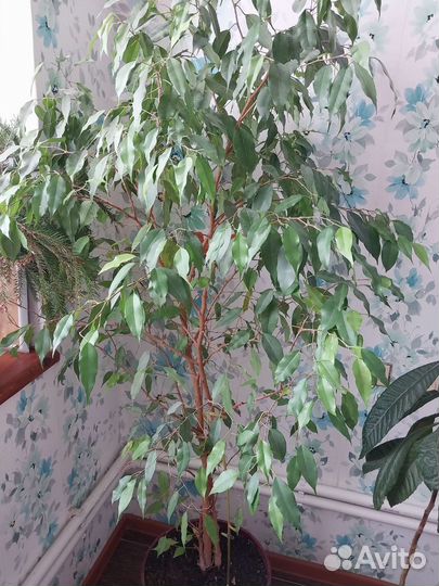Фикус бенджамина большой
