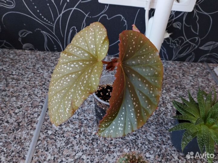 Кактусы и суккуленты бесплатно