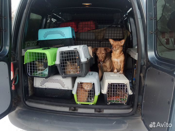 Зоотакси Красноярск