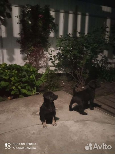 Двортерьерчики