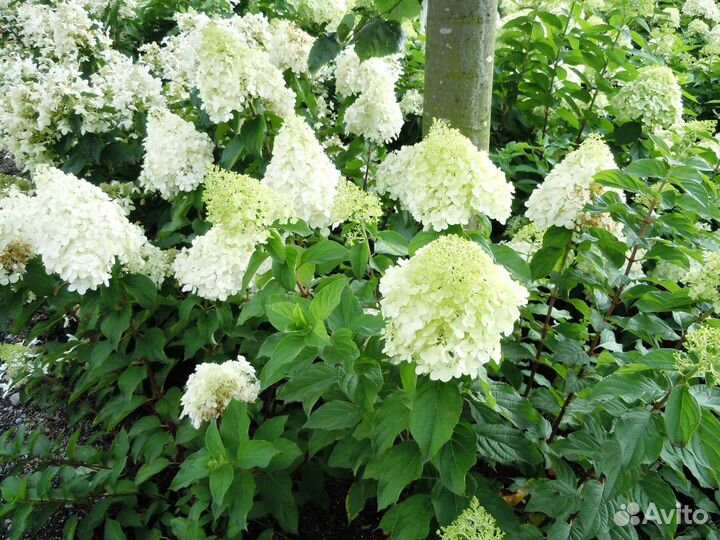 Гортензия Полар Бир