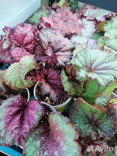 Бегония декоративно лиственная