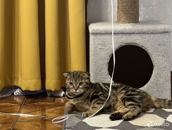 Кошка бесплатно в хорошие и добрые руки